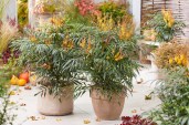 Mahonia Volcano (10) (1)8